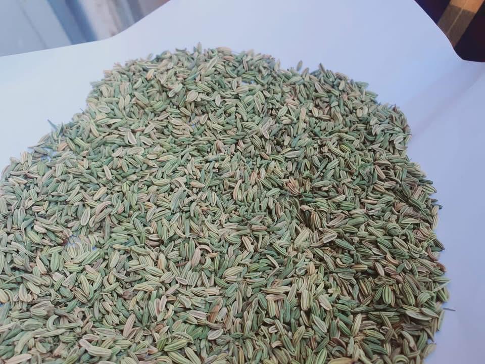 بذور الشمر